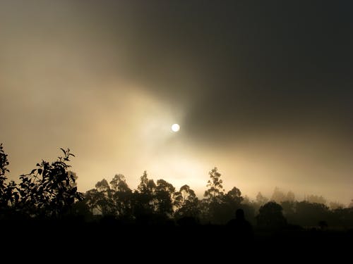 黎明时树木剪影 · 免费素材图片