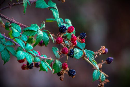 红树莓 · 免费素材图片