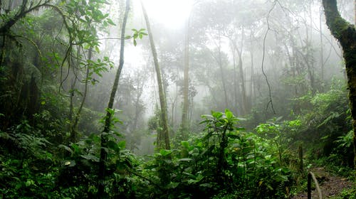 被雾包围的雨林 · 免费素材图片