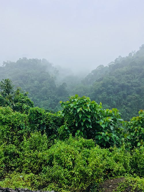 在有雾的早晨下绿叶的植物 · 免费素材图片