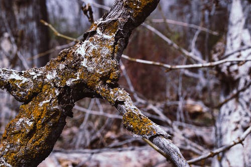 棕色的树，绿色的苔藓，在白天 · 免费素材图片