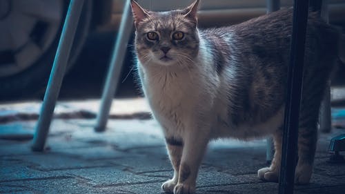 猫 · 免费素材图片