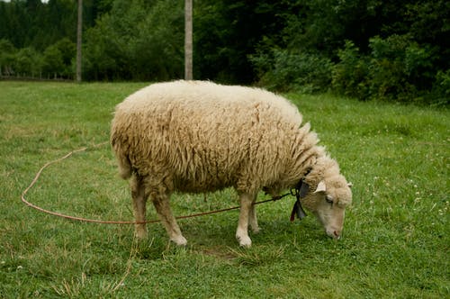 白羊在草地上 · 免费素材图片