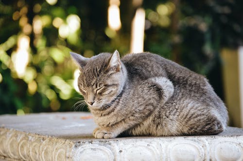 白天灰色混凝土表面上容易出现灰色和黑猫 · 免费素材图片