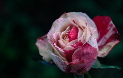 白色和粉红色的玫瑰花朵的特写摄影 · 免费素材图片