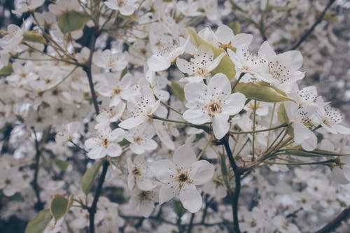 白花浅焦点摄影 · 免费素材图片