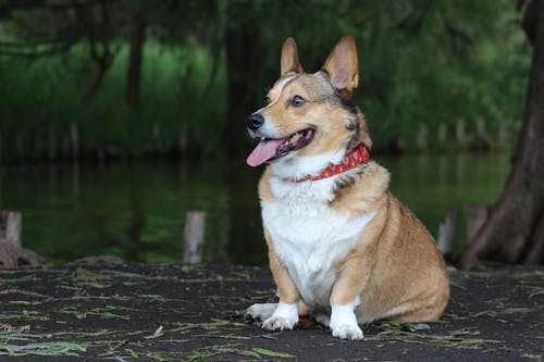 彭布罗克威尔士柯基犬图片 · 免费素材图片