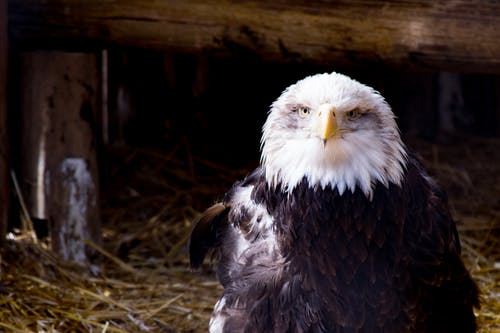 巢上的黑白鹰 · 免费素材图片