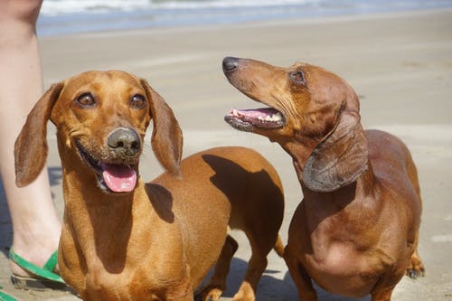 两个布朗腊肠狗 · 免费素材图片