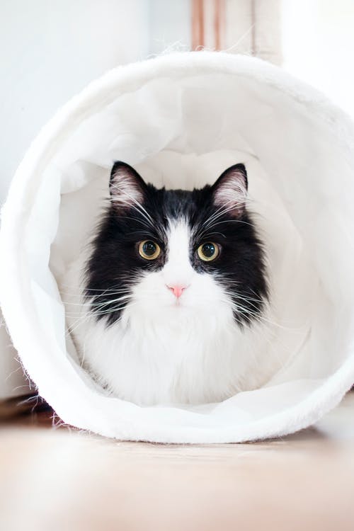 白色纺织品内的白色和黑猫 · 免费素材图片