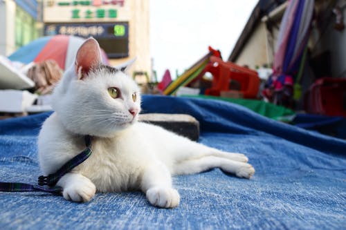 躺在蓝色篷布上的白猫 · 免费素材图片
