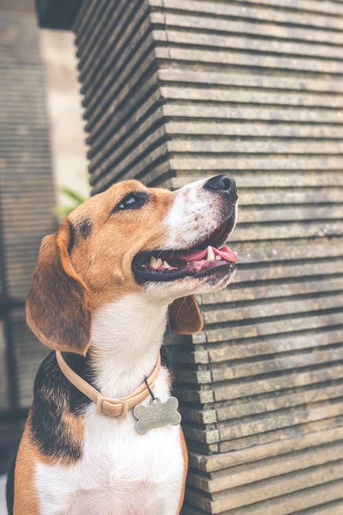 成年黑，棕和白比格犬 · 免费素材图片