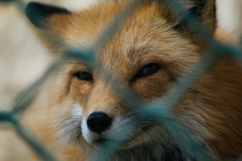 红狐浅焦点 · 免费素材图片