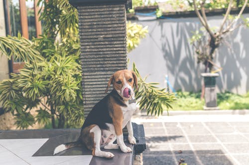 成人三色英语猎狐犬 · 免费素材图片