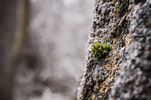 浅绿色的叶子的植物焦点 · 免费素材图片