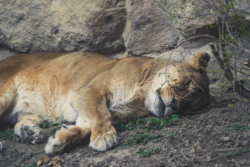 母狮躺在灰色岩石附近的灰色污垢 · 免费素材图片