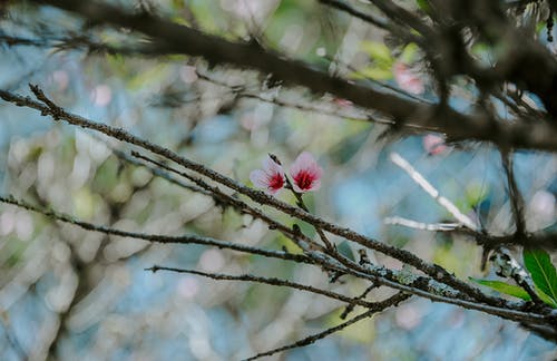 粉色玉兰花的照片 · 免费素材图片