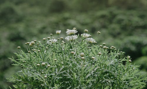 花蕾的特写摄影 · 免费素材图片