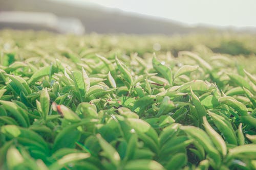 植物特写摄影 · 免费素材图片