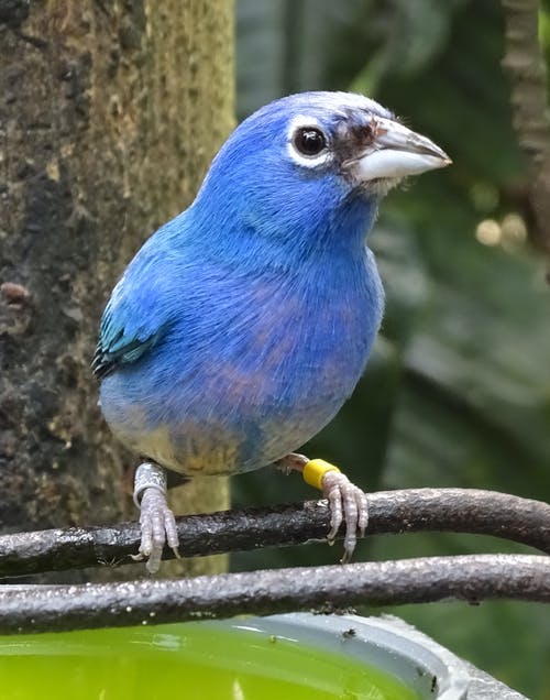 蓝鸟栖息在黑金属棒上 · 免费素材图片