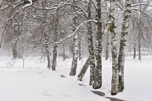 灰色和白色的树 · 免费素材图片