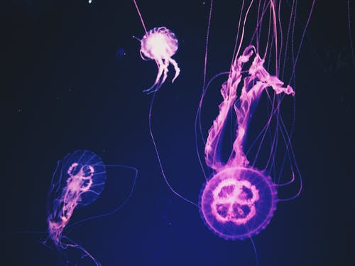 粉红水母 · 免费素材图片