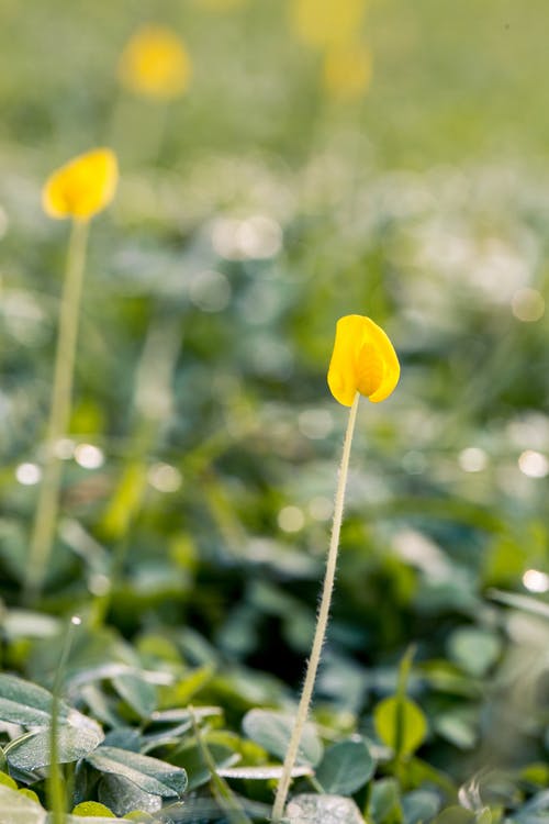 黄色花瓣花的选择性聚焦摄影 · 免费素材图片