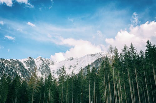 绿叶的树木与雪山背景 · 免费素材图片