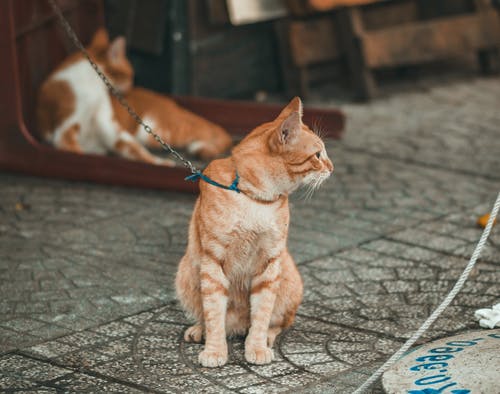 橙色虎斑猫摄影 · 免费素材图片