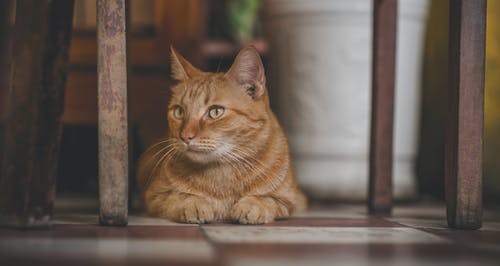 橙色虎斑猫的照片 · 免费素材图片