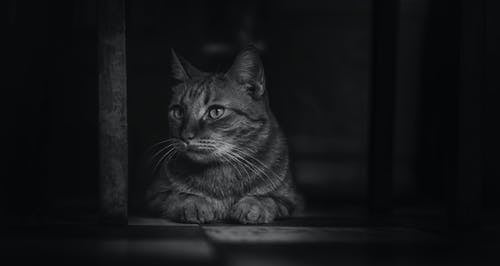猫的单色摄影 · 免费素材图片