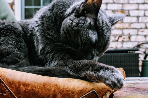 黑猫在棕垫上的照片 · 免费素材图片