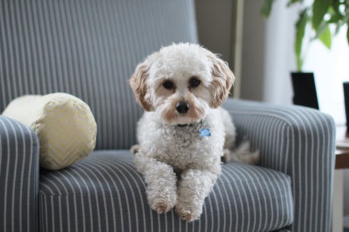白色西施小狗在布艺沙发椅上 · 免费素材图片