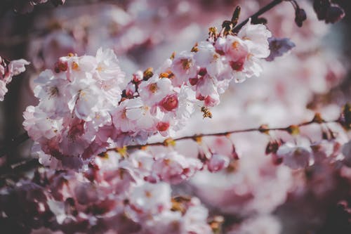 樱花 · 免费素材图片