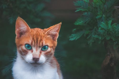 绿色植物旁的猫 · 免费素材图片