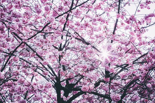 粉红色的花朵树 · 免费素材图片