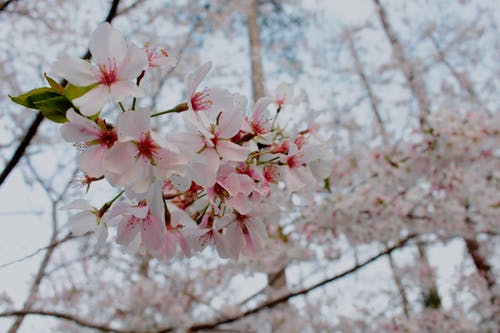 樱花特写照片 · 免费素材图片