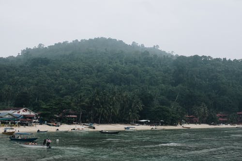 绿树和沙滩水域 · 免费素材图片