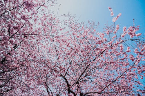 粉红花 · 免费素材图片