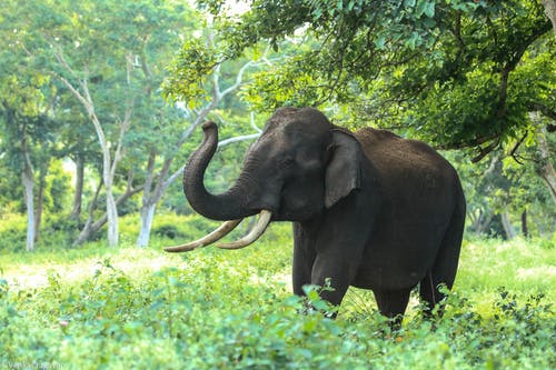 黑象在树附近 · 免费素材图片