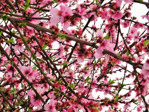 樱花花的照片 · 免费素材图片