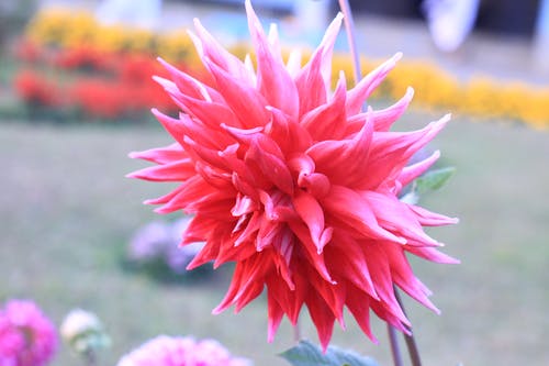 粉色花瓣花 · 免费素材图片