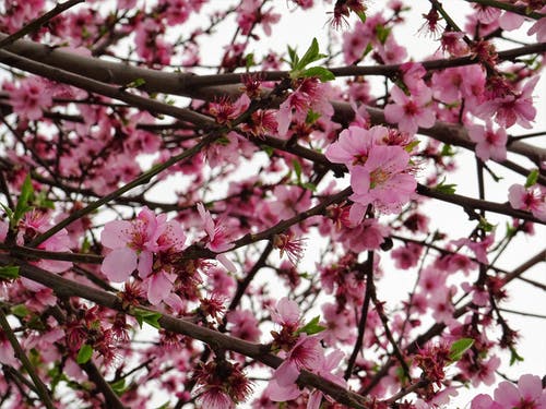 樱花 · 免费素材图片