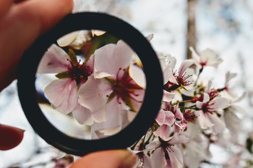 通过粉红色的花瓣花手持黑色圆环的人 · 免费素材图片