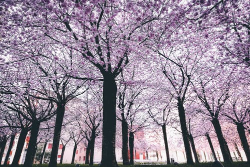 春天树 · 免费素材图片