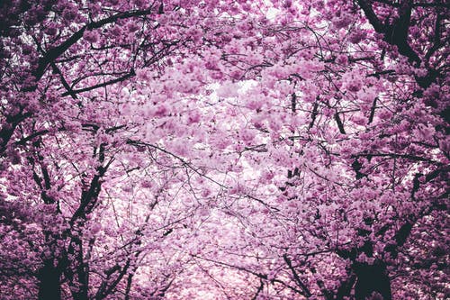 粉色的花，在树上 · 免费素材图片