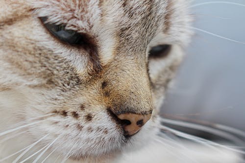 猫脸的近景摄影 · 免费素材图片