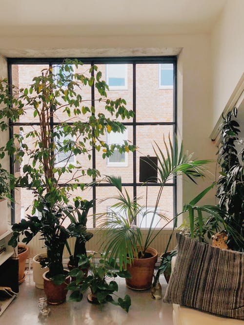 窗台前的绿叶植物品种 · 免费素材图片