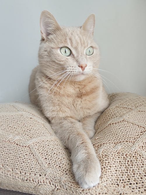白色针织短毛米色猫 · 免费素材图片