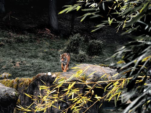 老虎的照片 · 免费素材图片